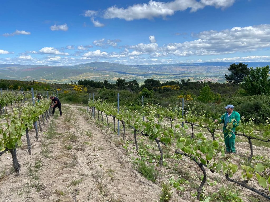 Poda de viñedos en galicia